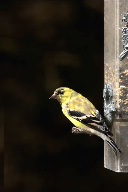 Molting Goldfinch