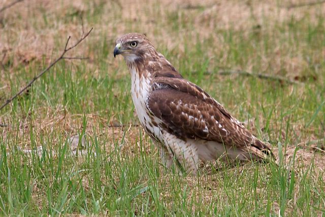 Red-Tailed Hawk