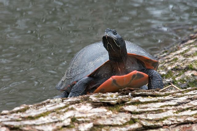 Red-Bellied Turtle