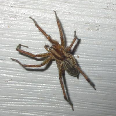 Funnel Web Spider