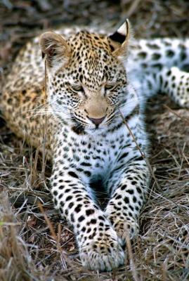 Leopard cub