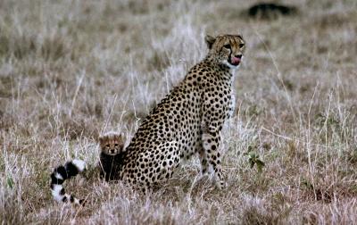 cheetah and cub