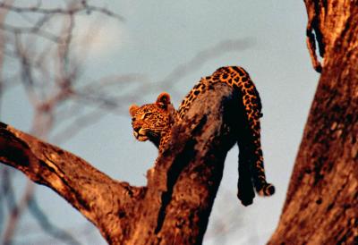 Leopard Cub in Tree