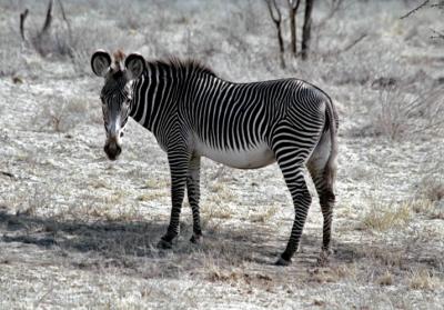 Grevvy Zebra