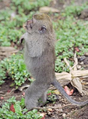 Young Macaque