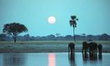 Elephant sunset