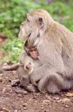 Macaque mother and baby