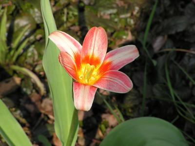 4/17  Close up of tulip.
