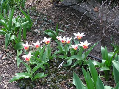 4/17   Another variety of early tulip.