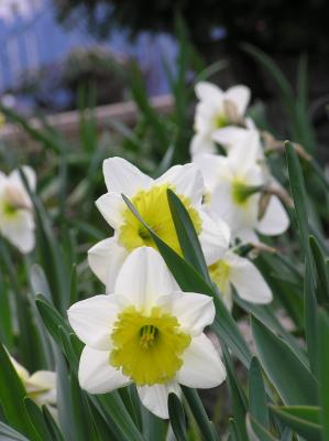 4/17    Two-tone daffodil.s under Maple.