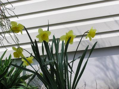 4/17    Daffodils under the threadleaf arborvitae.