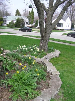 Front daffies.  The flower beds are made of broken sidewalks from 1950.  Lots of pretty aggregate.