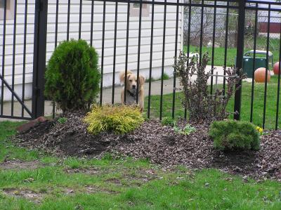 Toby.   I added this bed last fall, hoping to screen the front view from the barky dogs.