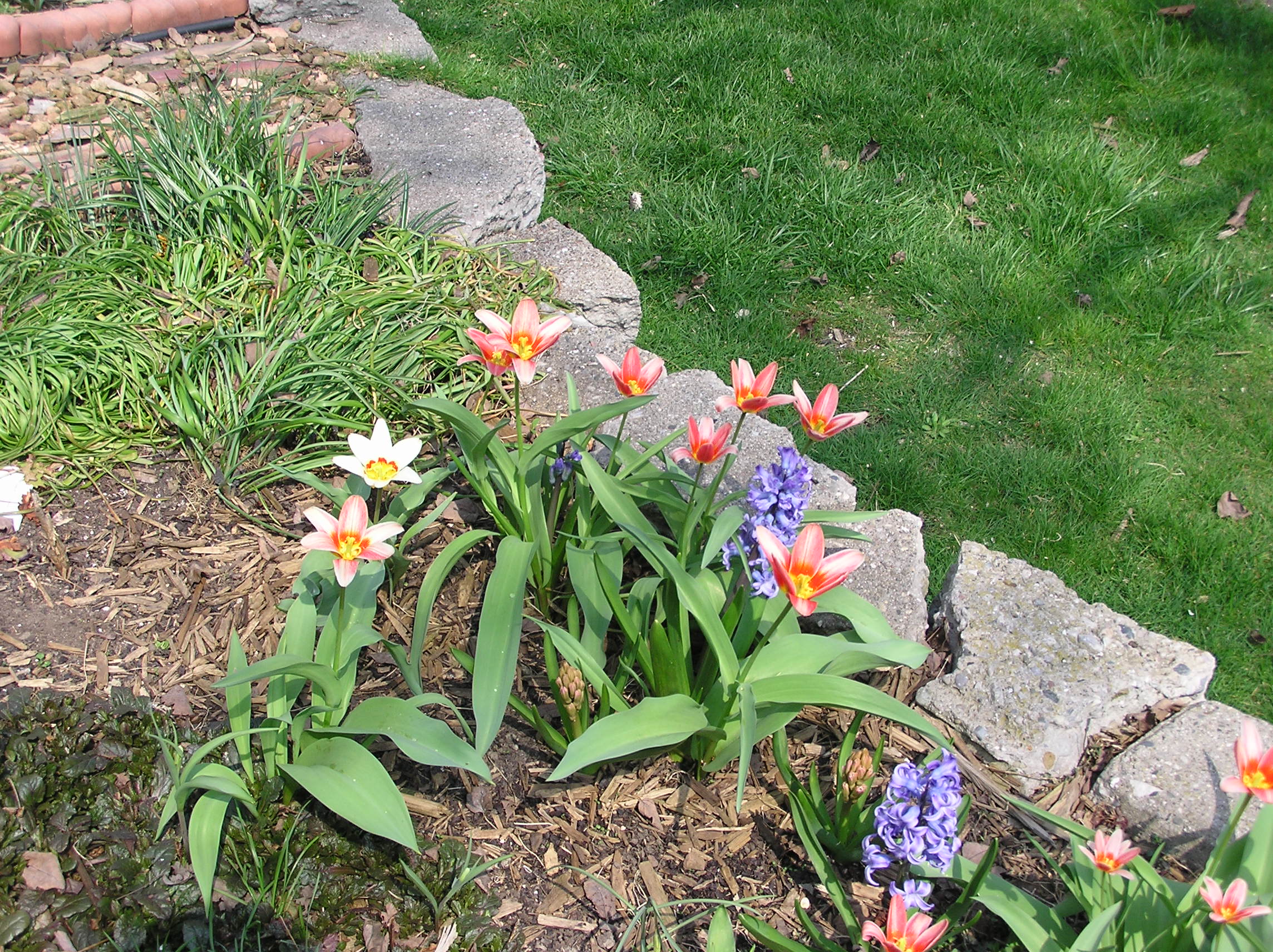 4/17   Early tulips getting old, newly blooming hyacinth.