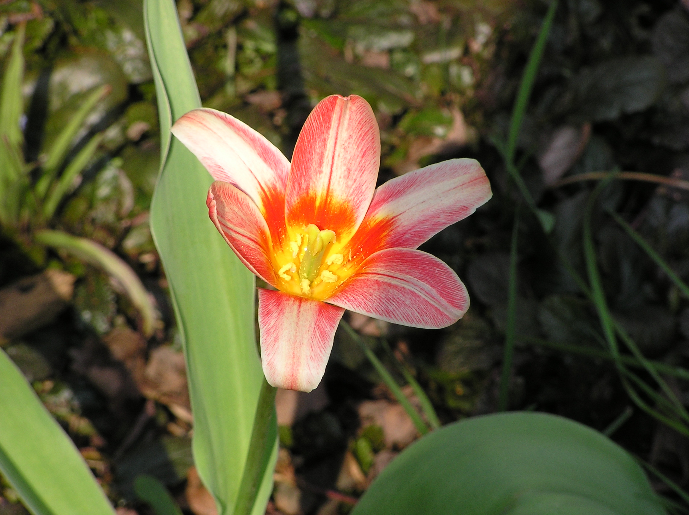 4/17  Close up of tulip.