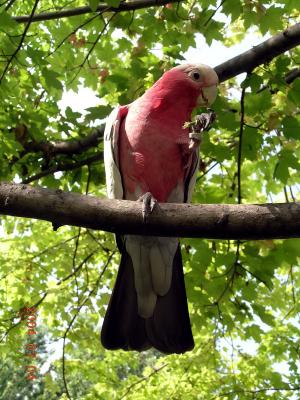 Galah (Rowdy)