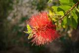 Bottle Brush Bush Blossom