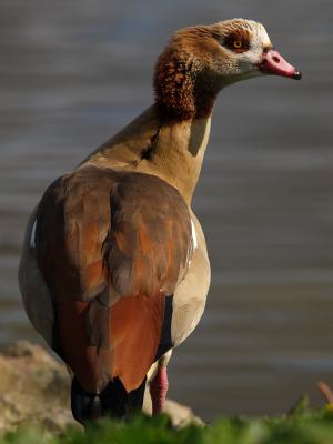 Egyptian Goose? 1