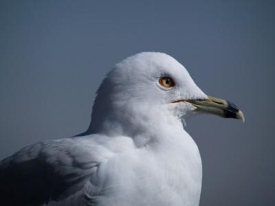 Gull