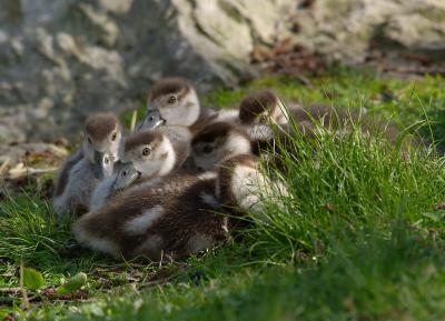 Egyptian Goslings? 2