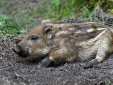 Baby Wild Boar (Sus scrofa)