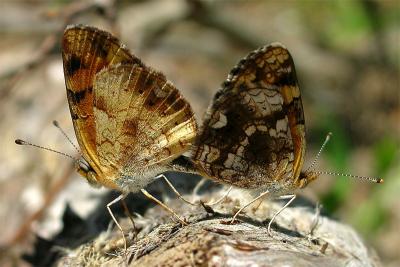 Pearl Crescent