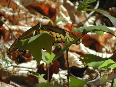 Giant Swallowtail