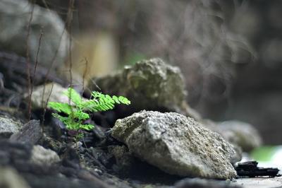 bunker fern