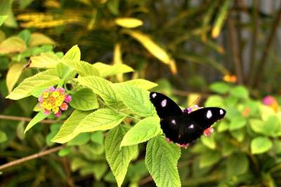 u43/nowhereatoll/medium/27845592.butterflySm.jpg