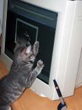 Quincy Chasing Pointer on Screen