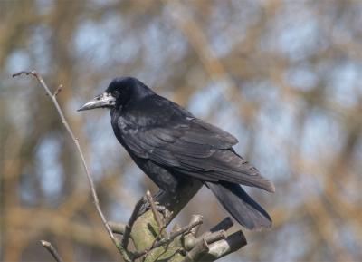 Raage (Corvus frugeligus)