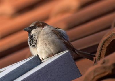 Graaspurv (Passer domesticus)