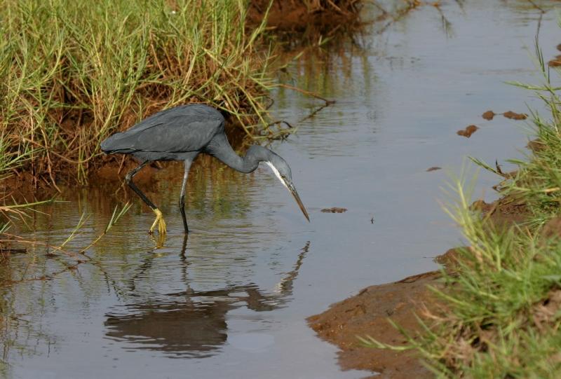 Western Reef-heron.