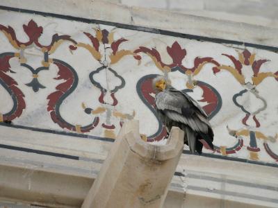 Egyptian Vulture.