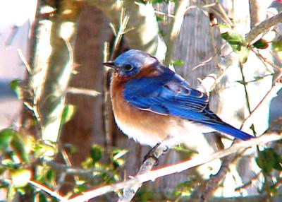 Bluebird - 12-26-04 -