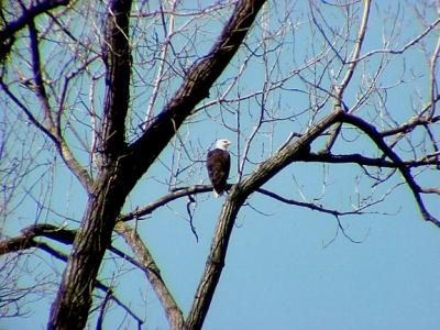 Bald Eagle - adult male - Lake 9 - 3-6-05