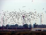 Peregrine blasting through