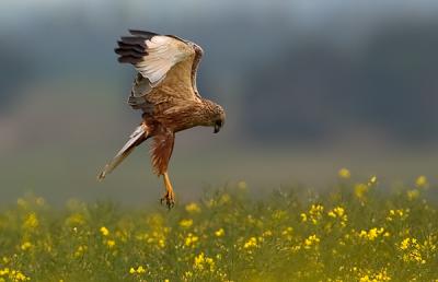 Western Marsh Harrier, Circus aeruginosus