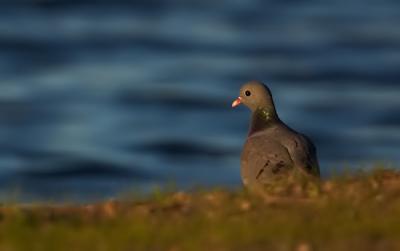 Stock Dove, Columba oenas