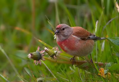 Common Linnet (Carduelis cannabina) eating dandelion seeds