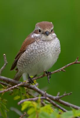 Red-backed Shrike, Lanius collurio