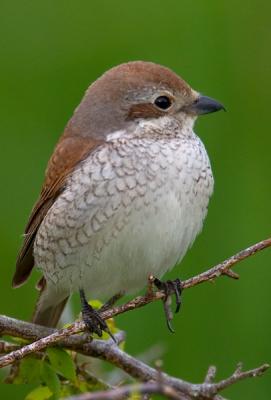 Red-backed Shrike