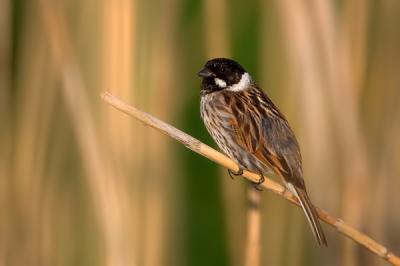 Common Reed Bunting, Emberiza schoeniclus