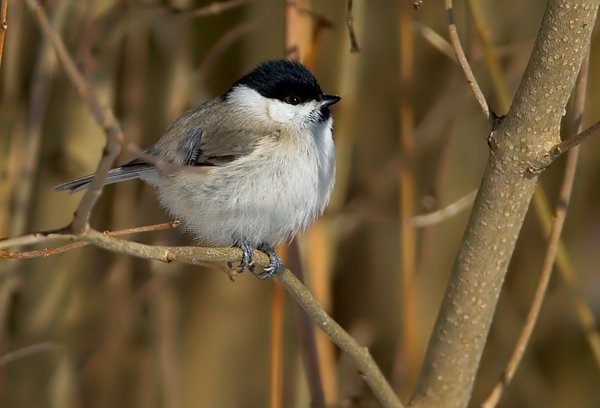Marsh Tit
