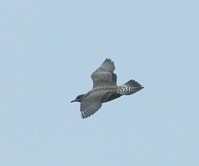 CRW_4668.jpg