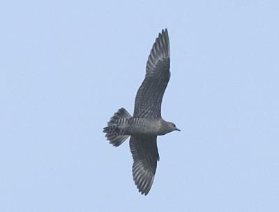 CRW_4669.jpg