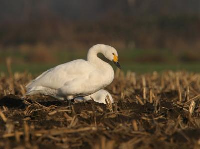 Tundra Swan