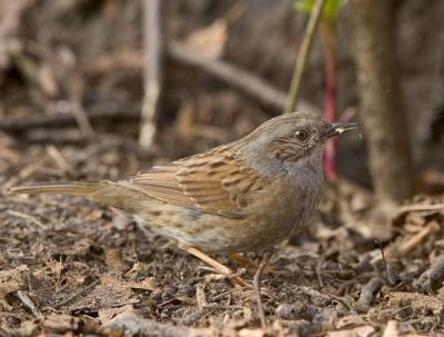 Hedge Accentor