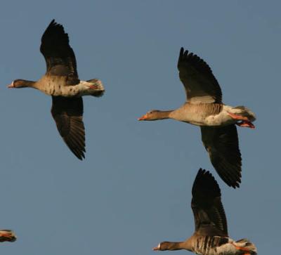 u43/otto1/medium/33615620.Img_2035.jpgkol.jpg