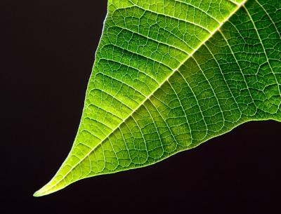 Poinsettia Leaf